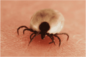 TICK-ANPC